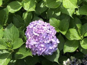 Cさん寄稿 大きな瑠璃色の手毬のように 震災紀念堂